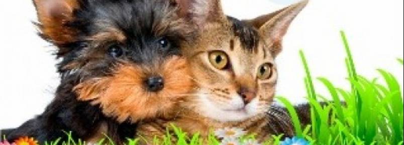 Campanha de adoção de animais dias 14 e 15 de junho